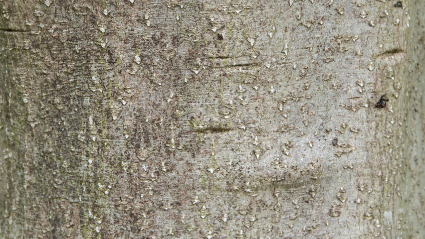 Magnolia tripetala bast