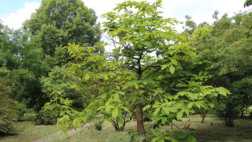 Magnolia tripetala karakteristiek