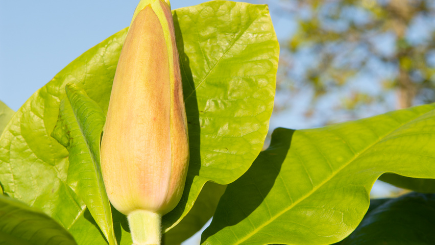 Magnolia tripetala bloem