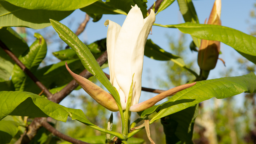 Magnolia tripetala bloem