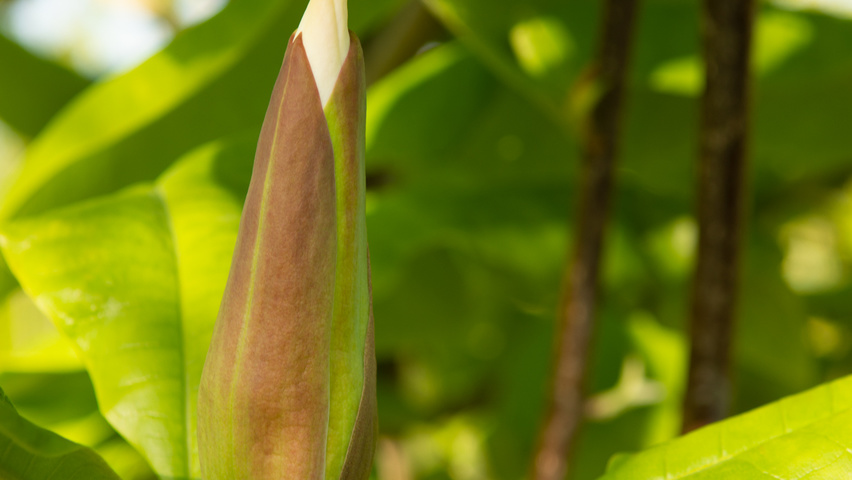 Magnolia tripetala bloem