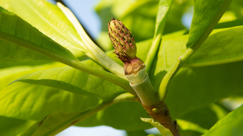 Magnolia tripetala bloem