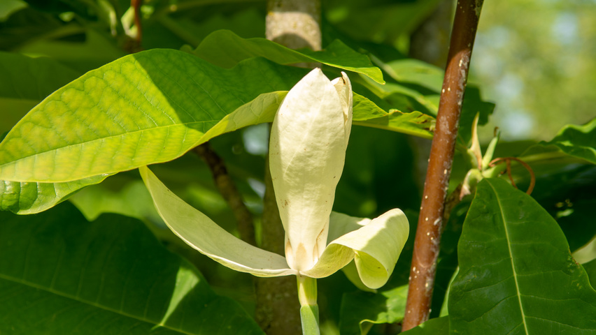 Magnolia tripetala bloem