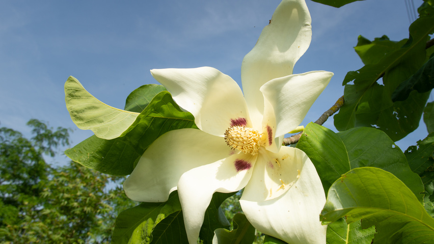 Magnolia tripetala bloem