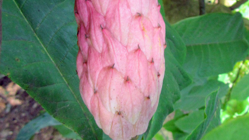 Magnolia tripetala vrucht