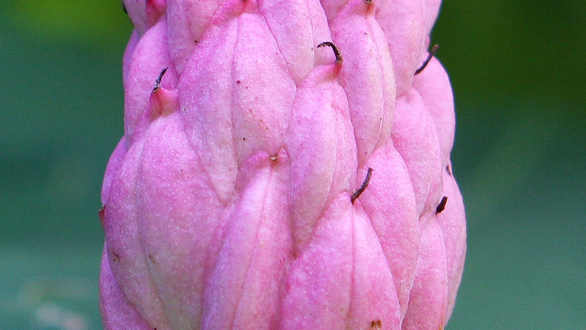 Magnolia tripetala vrucht