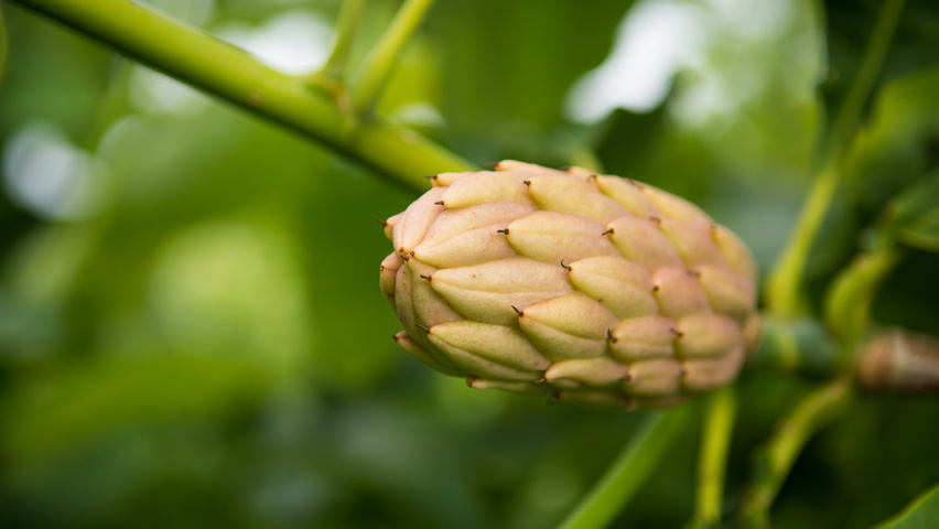Magnolia tripetala vrucht