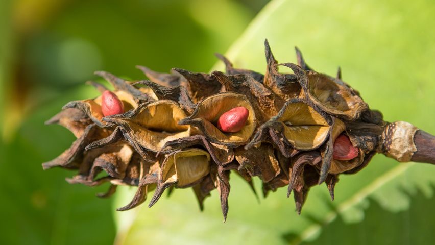 Magnolia tripetala vrucht