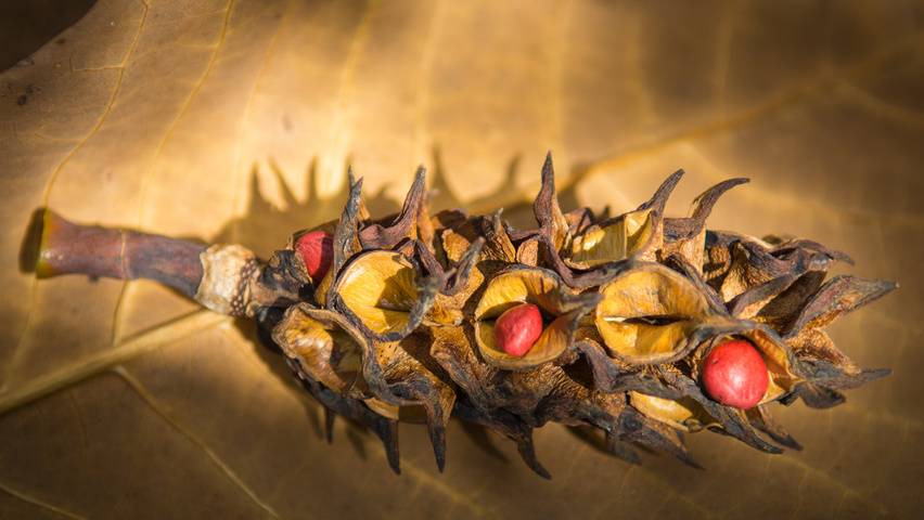 Magnolia tripetala vrucht