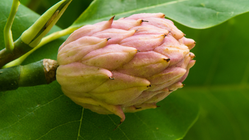 Magnolia tripetala vrucht
