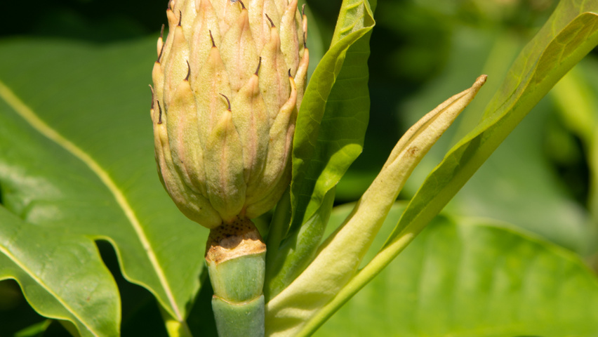 Magnolia tripetala vrucht