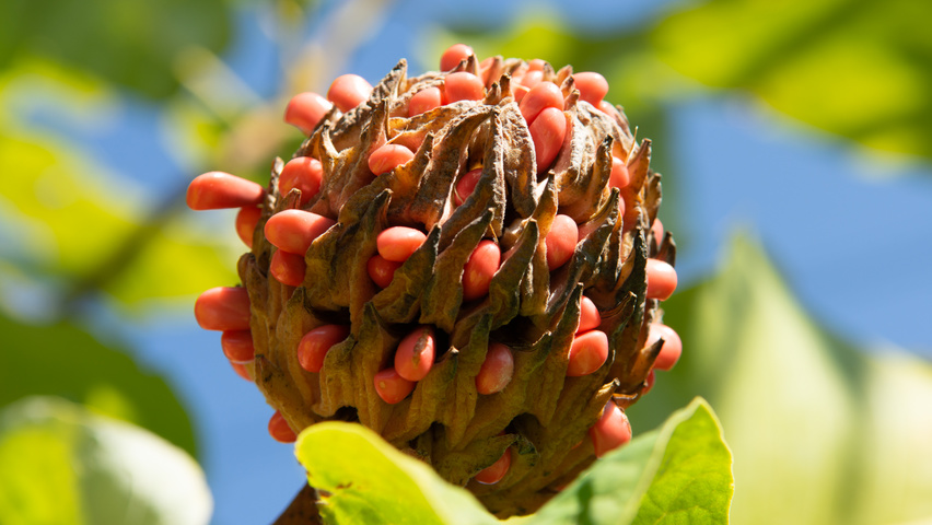 Magnolia tripetala vrucht