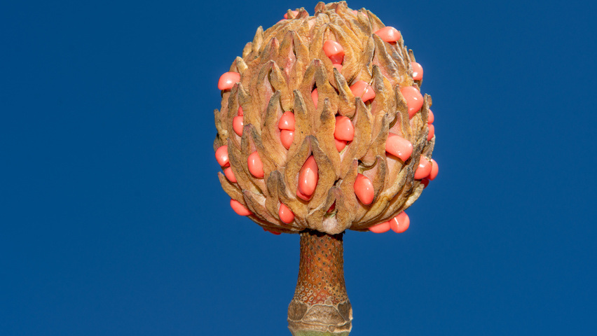 Magnolia tripetala vrucht