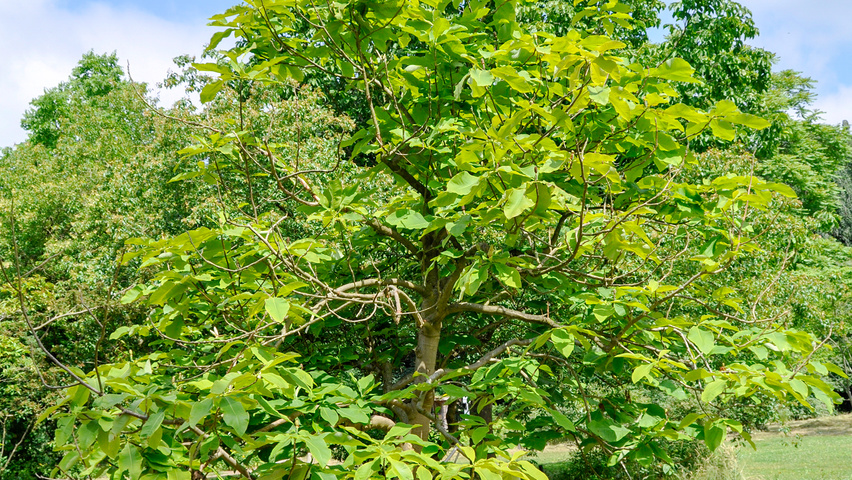 Magnolia tripetala hoogstam