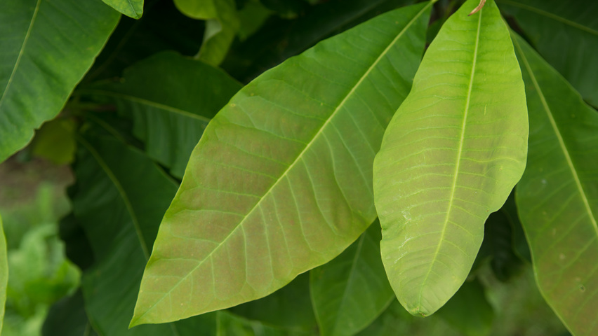Magnolia tripetala blad