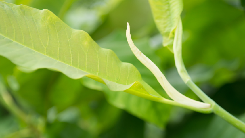 Magnolia tripetala blad