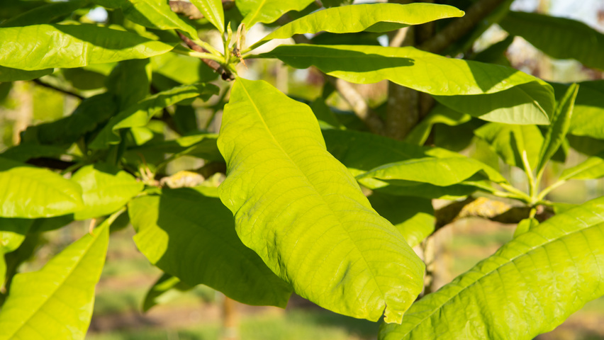 Magnolia tripetala blad