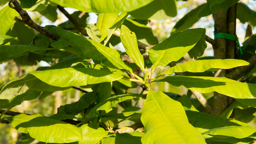 Magnolia tripetala blad