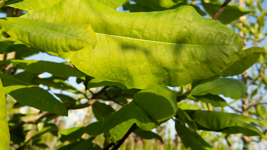 Magnolia tripetala blad