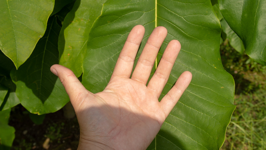 Magnolia tripetala blad