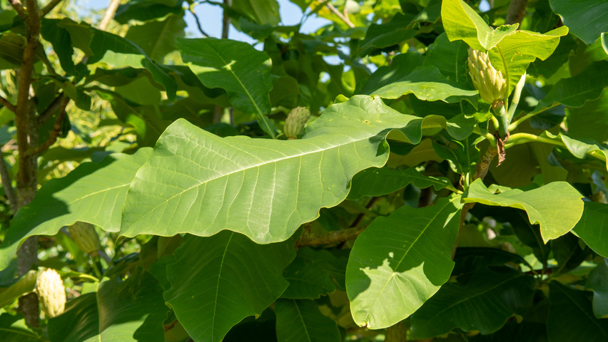 Magnolia tripetala blad