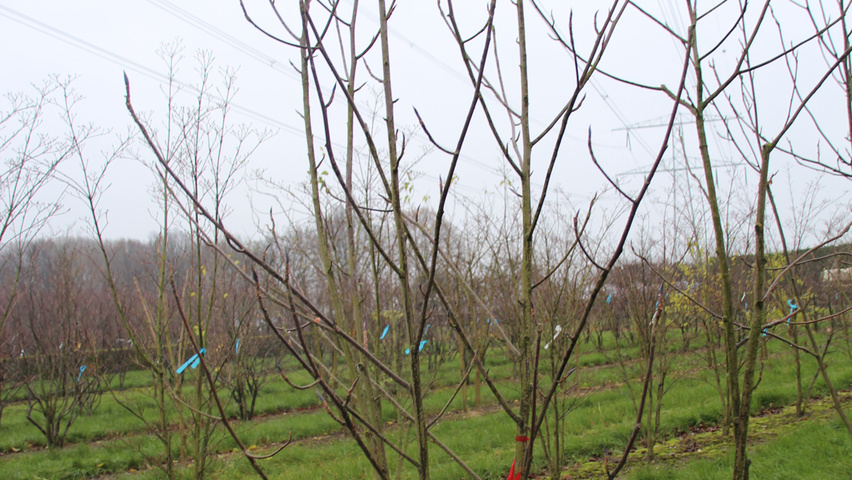 Magnolia tripetala meerstammig