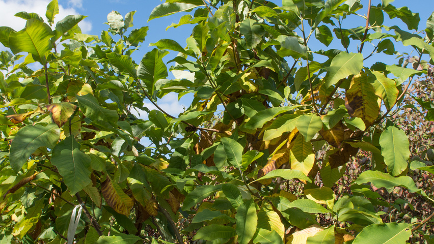Magnolia tripetala meerstammig