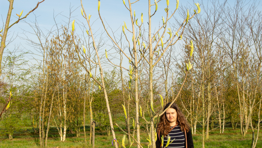 Magnolia tripetala meerstammig