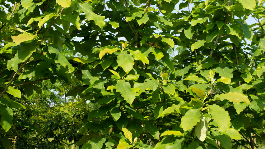 Magnolia tripetala meerstammig