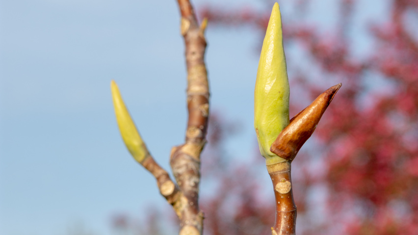 Magnolia tripetala twijgen