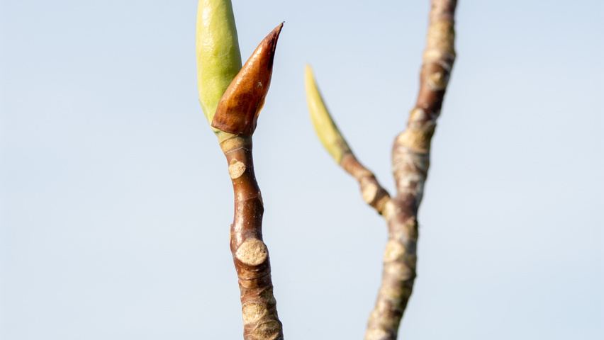 Magnolia tripetala twijgen