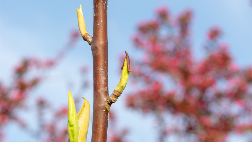 Magnolia tripetala twijgen