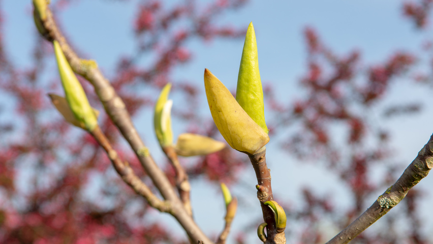 Magnolia tripetala twijgen