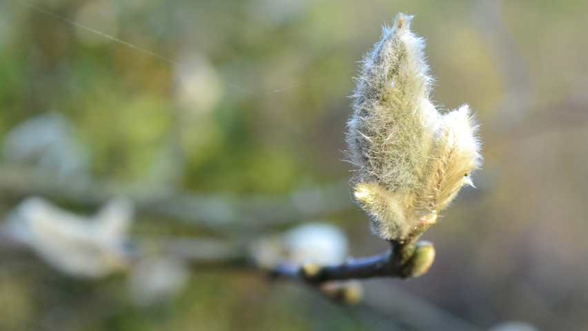 Magnolia x loebneri 'Leonard Messel' fleurs
