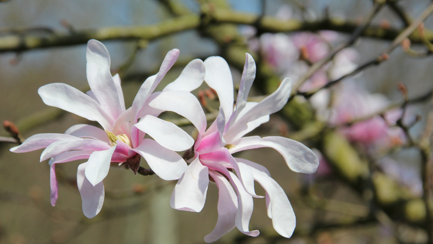 Magnolia x loebneri 'Leonard Messel' fleurs