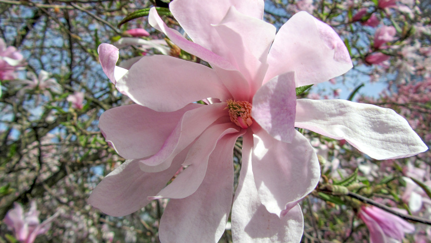 Magnolia x loebneri 'Leonard Messel' fleurs