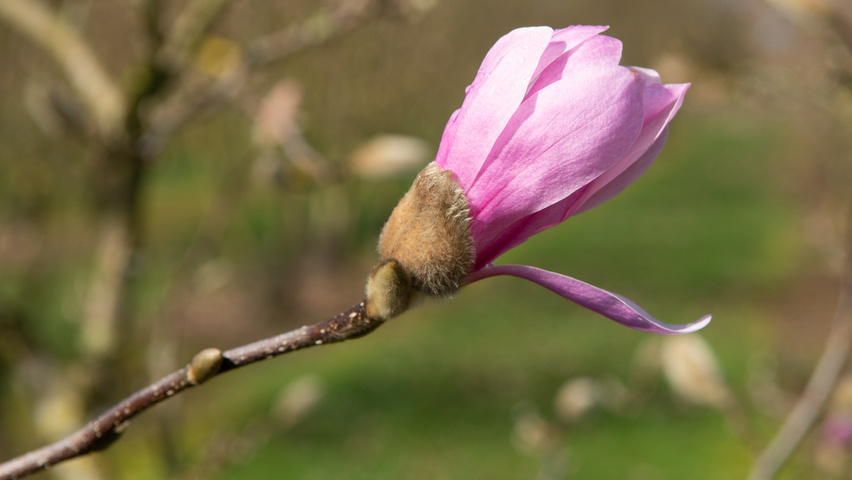 Magnolia x loebneri 'Leonard Messel' fleurs