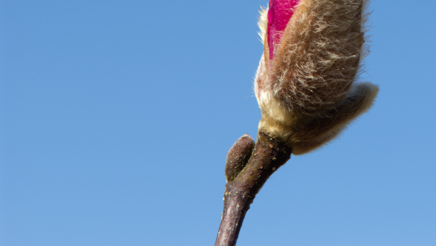 Magnolia x loebneri 'Leonard Messel' fleurs