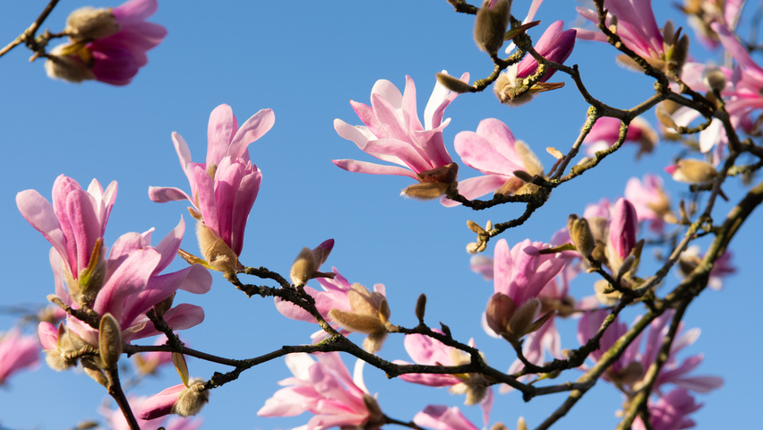 Magnolia x loebneri 'Leonard Messel' fleurs