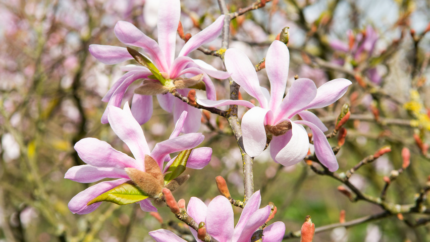 Magnolia x loebneri 'Leonard Messel' fleurs