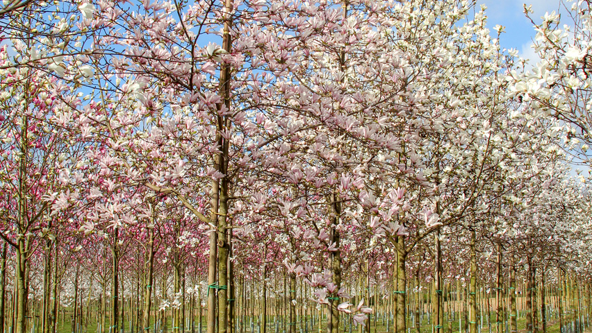 Magnolia x loebneri 'Leonard Messel' haute tige