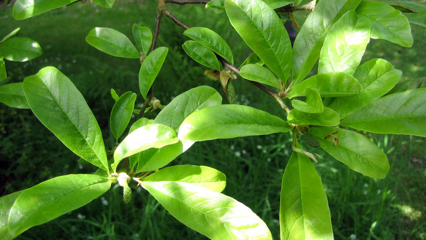 Magnolia x loebneri 'Leonard Messel' Feuilles