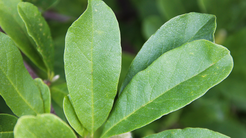 Magnolia x loebneri 'Leonard Messel' Feuilles