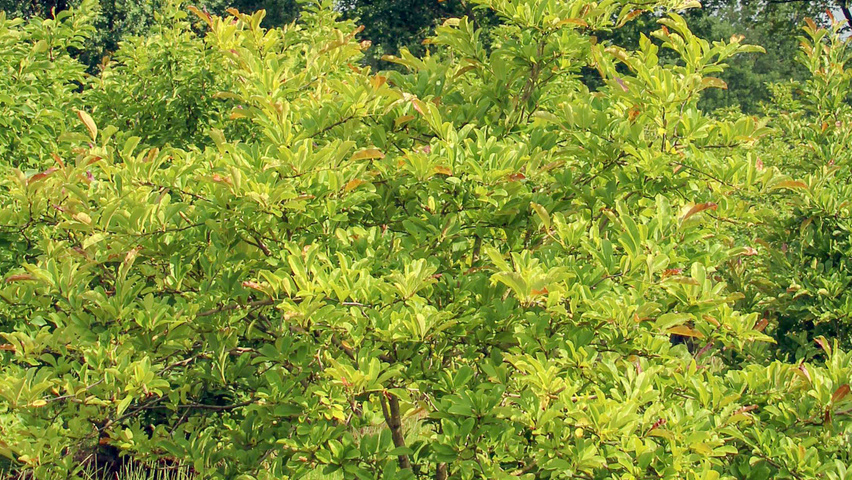 Magnolia x loebneri 'Leonard Messel' multi-troncs