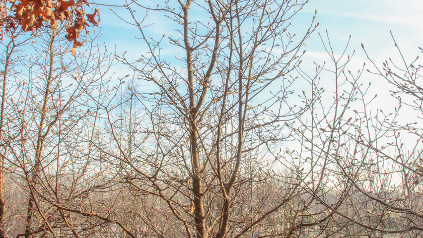 Magnolia x loebneri 'Leonard Messel' multi-troncs