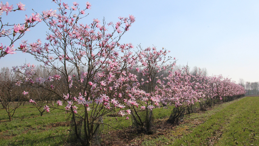 Magnolia x loebneri 'Leonard Messel' multi-troncs