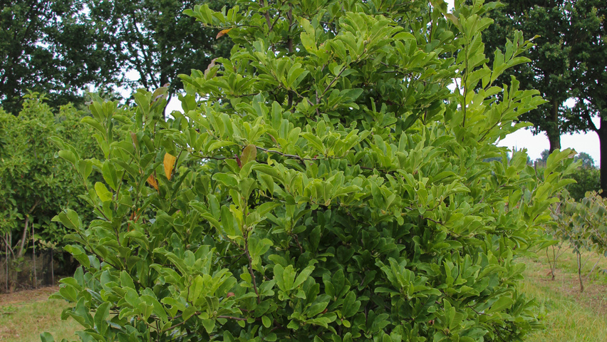 Magnolia x loebneri 'Leonard Messel' multi-troncs