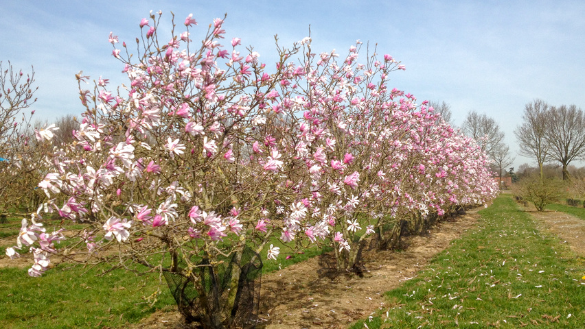 Magnolia x loebneri 'Leonard Messel' multi-troncs