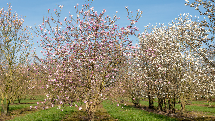 Magnolia x loebneri 'Leonard Messel' multi-troncs
