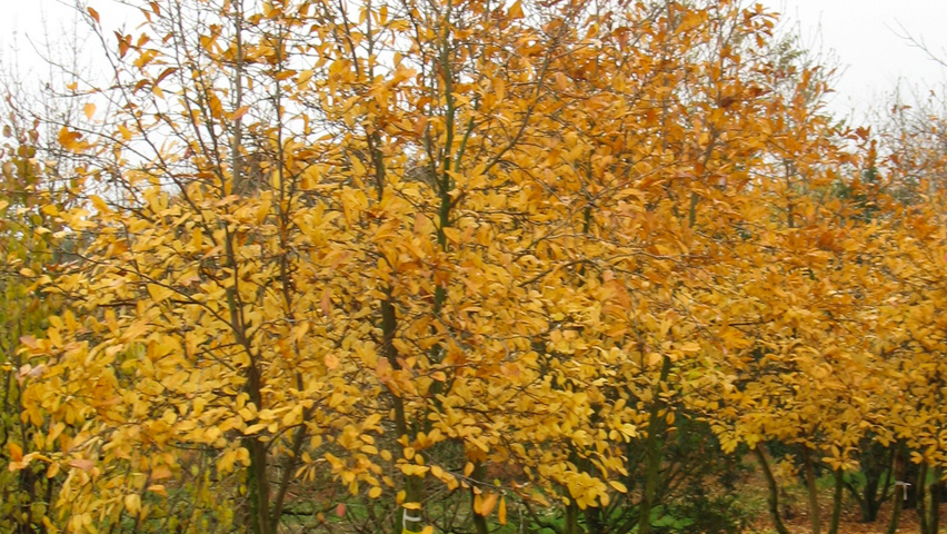 Magnolia x loebneri 'Leonard Messel' multi-troncs forme parasol